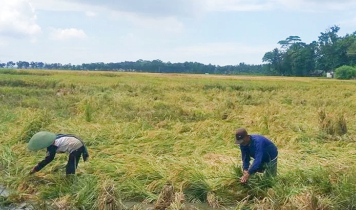 Diterjang Angin Kencang Puluhan Hektare Padi Siap Panen Rata Dengan&nbsp;Tanah