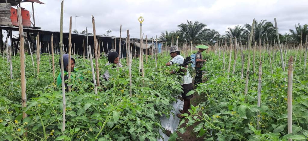 Babinsa Koba Ulu Lakukan Pendampingan Pada Petani Tomat Di Wilayah Binaan